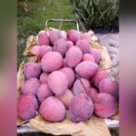 Hongzu Mango Plant – Exotic Red Sweet Mango Tree for Home Garden | Uglaoo - Image 4