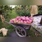 Hongzu Mango Plant – Exotic Red Sweet Mango Tree for Home Garden | Uglaoo - Image 3