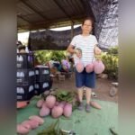 Hongzu Mango Plant – Exotic Red Sweet Mango Tree for Home Garden | Uglaoo - Image 2