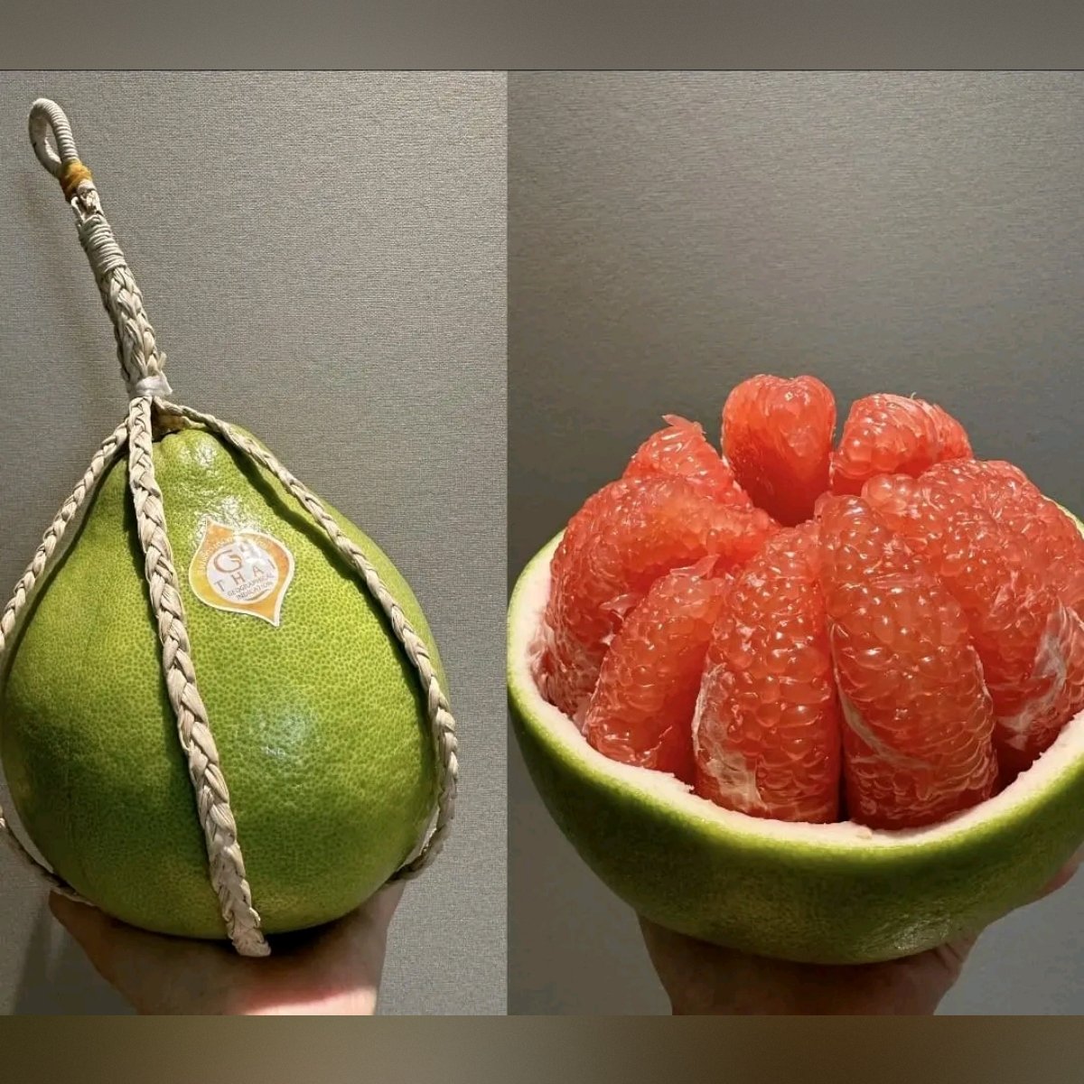 square-image (24) Thai Pomelo Plant (Batabi Lebu) – Large Sweet Citrus Fruit Tree for Home Garden | Uglaoo - Image 1