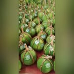 Thai Pomelo Plant (Batabi Lebu) – Large Sweet Citrus Fruit Tree for Home Garden | Uglaoo - Image 2