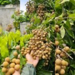 Thai Longan Plant – Premium Sweet Longan (Dragon Eye) Fruit Tree for Home Garden | Uglaoo