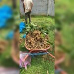 Thai Longan Plant – Premium Sweet Longan (Dragon Eye) Fruit Tree for Home Garden | Uglaoo - Image 2