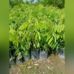 Thai Longan Plant – Premium Sweet Longan (Dragon Eye) Fruit Tree for Home Garden | Uglaoo - Image 4