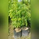 Thai Longan Plant – Premium Sweet Longan (Dragon Eye) Fruit Tree for Home Garden | Uglaoo - Image 3