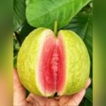 Red Diamond Guava Plant – Premium Sweet Red-Flesh Guava Tree for Home Garden | Uglaoo - Image 3