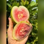 Red Diamond Guava Plant – Premium Sweet Red-Flesh Guava Tree for Home Garden | Uglaoo - Image 4
