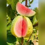 Red Diamond Guava Plant – Premium Sweet Red-Flesh Guava Tree for Home Garden | Uglaoo