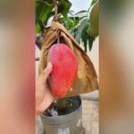 Xishi Mango Plant – Rare Exotic Sweet Mango Tree for Home Garden | Uglaoo - Image 3
