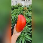 Xishi Mango Plant – Rare Exotic Sweet Mango Tree for Home Garden | Uglaoo - Image 5