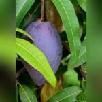 Yuwen 6 Mango Plant – Premium Exotic Mango Variety for Home Garden | Uglaoo - Image 2