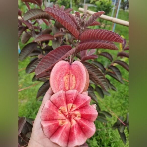 Black Diamond Guava Plant – Rare Dark-Skinned Sweet Guava Tree for Home Garden | Uglaoo