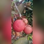 Black Diamond Guava Plant – Rare Dark-Skinned Sweet Guava Tree for Home Garden | Uglaoo - Image 6