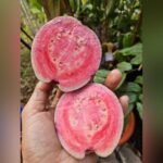 Black Diamond Guava Plant – Rare Dark-Skinned Sweet Guava Tree for Home Garden | Uglaoo - Image 4