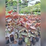 Black Diamond Guava Plant – Rare Dark-Skinned Sweet Guava Tree for Home Garden | Uglaoo - Image 7