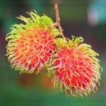 Rambutan Plant – Exotic Sweet Tropical Fruit Tree for Home Garden | Uglaoo