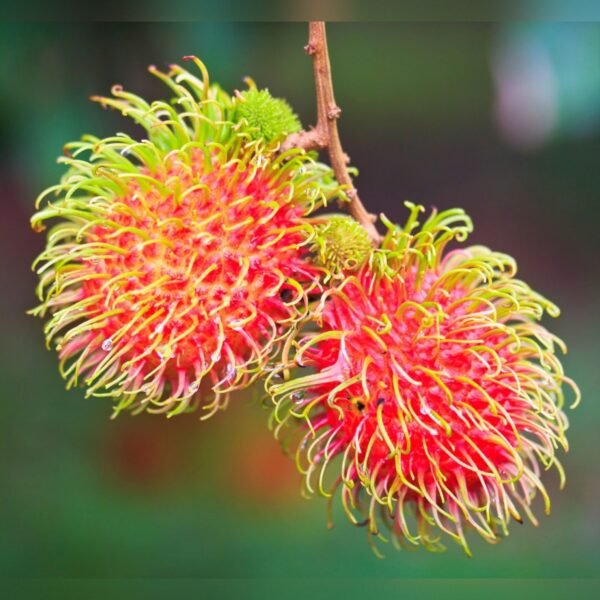 Rambutan Plant – Exotic Sweet Tropical Fruit Tree for Home Garden | Uglaoo
