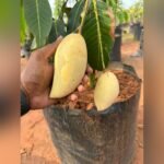 Dokmai Golden Mango Plant – Premium Thai Sweet Mango Tree for Home Garden | Uglaoo