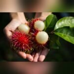 Rambutan Plant – Exotic Sweet Tropical Fruit Tree for Home Garden | Uglaoo - Image 5
