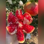 Super Bhagwa Pomegranate Plant – High Yield Sweet Red Anar Plant for Home Garden | Uglaoo - Image 2