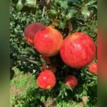 Super Bhagwa Pomegranate Plant – High Yield Sweet Red Anar Plant for Home Garden | Uglaoo - Image 3