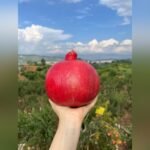 Super Bhagwa Pomegranate Plant – High Yield Sweet Red Anar Plant for Home Garden | Uglaoo - Image 4