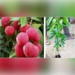Seedless Litchi Plant – Sweet Juicy Litchi Tree for Home Garden | Uglaoo - Image 4