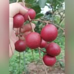 Red Ping Pong Longan Plant – Exotic Sweet Red Longan Fruit Tree for Home Garden | Uglaoo - Image 2