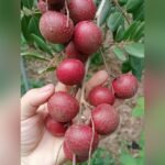 Red Ping Pong Longan Plant – Exotic Sweet Red Longan Fruit Tree for Home Garden | Uglaoo