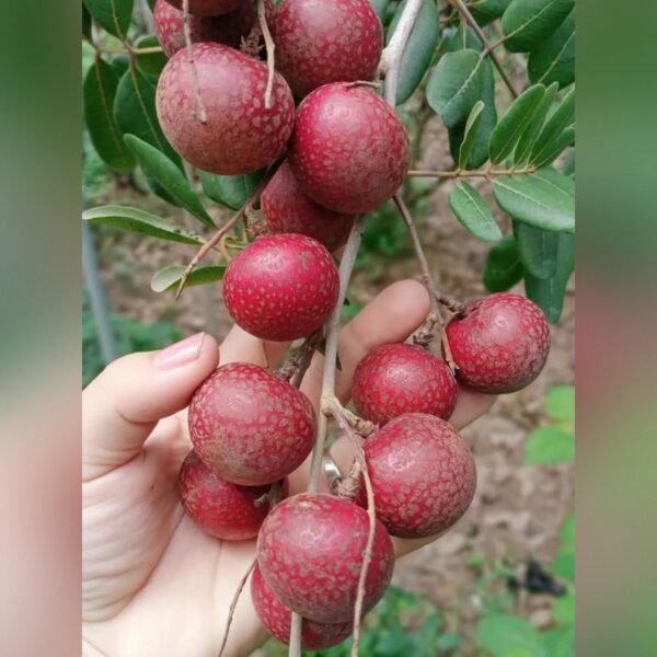 Red Ping Pong Longan Plant – Exotic Sweet Red Longan Fruit Tree for Home Garden | Uglaoo