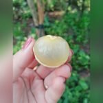 Red Ping Pong Longan Plant – Exotic Sweet Red Longan Fruit Tree for Home Garden | Uglaoo - Image 3