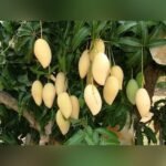 Dokmai Golden Mango Plant – Premium Thai Sweet Mango Tree for Home Garden | Uglaoo - Image 3