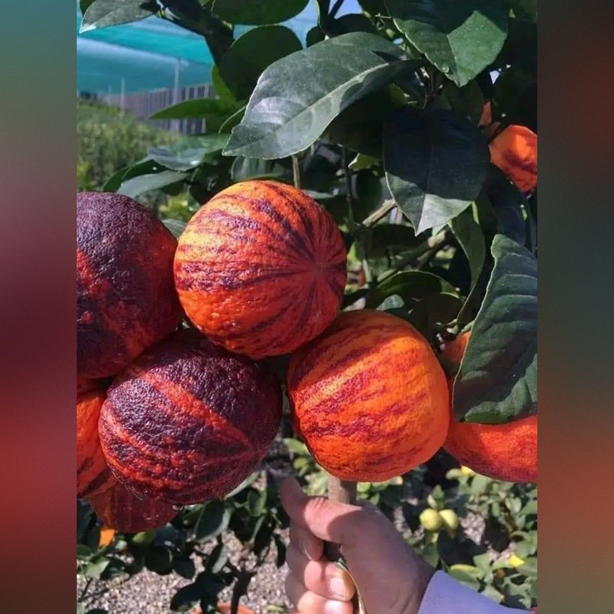 square-image (60) Rainbow Arcobal Orange Plant – Exotic Multi-Colored Sweet Orange Tree for Home Garden | Uglaoo - Image 1