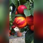 Rainbow Arcobal Orange Plant – Exotic Multi-Colored Sweet Orange Tree for Home Garden | Uglaoo - Image 2