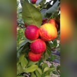 Rainbow Arcobal Orange Plant – Exotic Multi-Colored Sweet Orange Tree for Home Garden | Uglaoo - Image 3