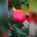 Rainbow Arcobal Orange Plant – Exotic Multi-Colored Sweet Orange Tree for Home Garden | Uglaoo - Image 4