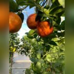 Rainbow Arcobal Orange Plant – Exotic Multi-Colored Sweet Orange Tree for Home Garden | Uglaoo - Image 5