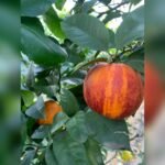 Rainbow Arcobal Orange Plant – Exotic Multi-Colored Sweet Orange Tree for Home Garden | Uglaoo - Image 6