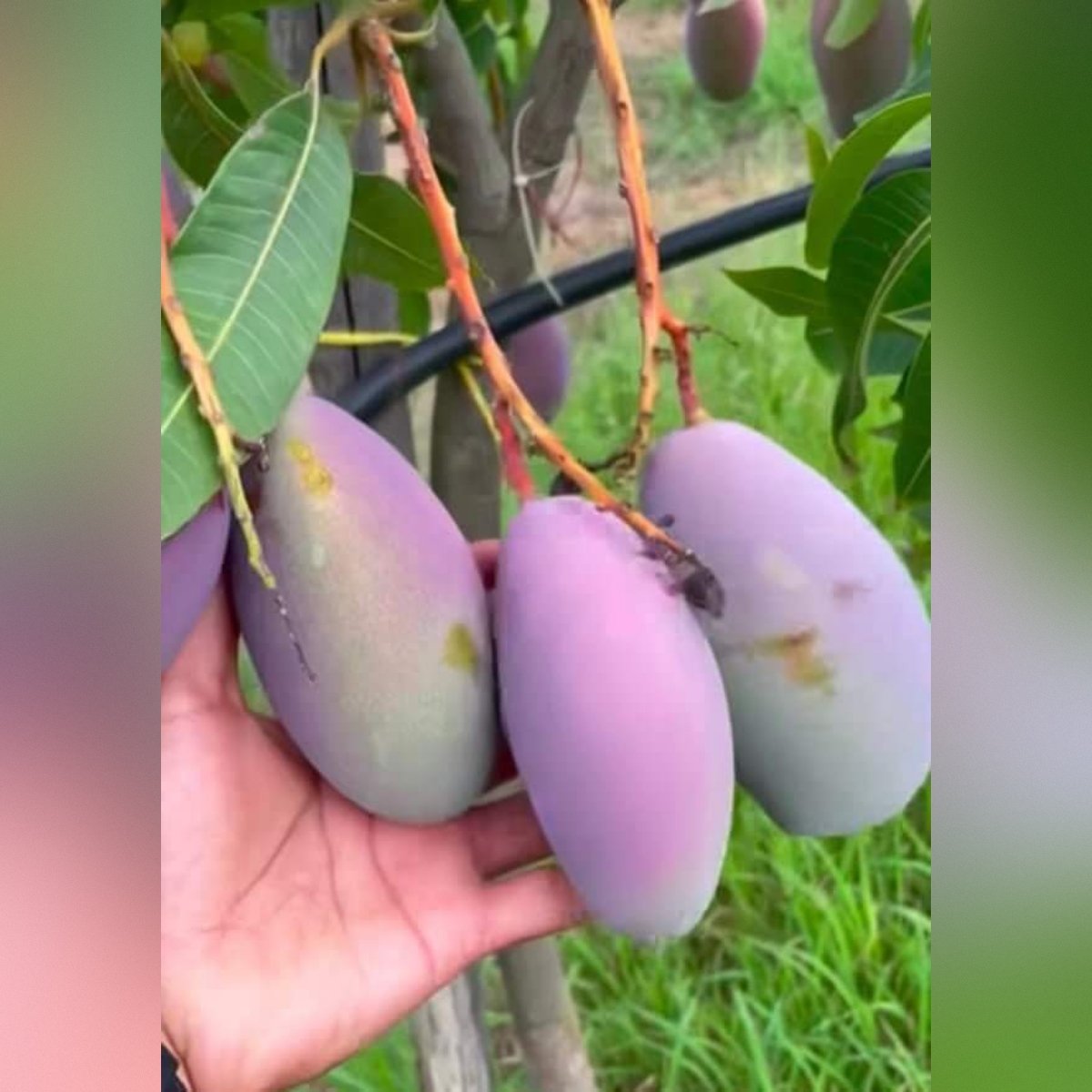 square-image (66) Austin Mango Plant – Premium Sweet Mango Tree for Home Garden | Uglaoo - Image 1