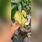 Banana Mango Plant – Thai Sweet Mango Variety for Home Garden | Uglaoo - Image 2
