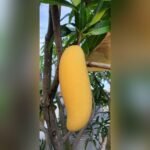 Banana Mango Plant – Thai Sweet Mango Variety for Home Garden | Uglaoo - Image 3