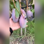 Austin Mango Plant – Premium Sweet Mango Tree for Home Garden | Uglaoo - Image 2