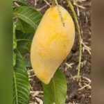 Dokmai Golden Mango Plant – Premium Thai Sweet Mango Tree for Home Garden | Uglaoo - Image 2