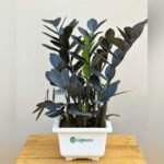 Black ZZ Plant (Raven ZZ) – Low Maintenance Indoor Air Purifying Plant | Uglaoo