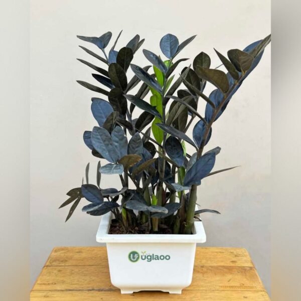 Black ZZ Plant (Raven ZZ) – Low Maintenance Indoor Air Purifying Plant | Uglaoo