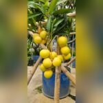Gold Parsimon Mango Plant – Premium Golden Sweet Mango Tree for Home Garden | Uglaoo - Image 7