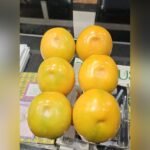 Gold Parsimon Mango Plant – Premium Golden Sweet Mango Tree for Home Garden | Uglaoo - Image 9