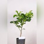 Thai Red Pomelo Plant (Batabi Lebu) – Sweet Juicy Red Pomelo Fruit Tree for Home Garden | Uglaoo - Image 3