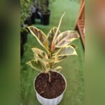 Variegated Rubber Plant – Premium Indoor Decorative Ficus Plant for Home & Office | Uglaoo - Image 2