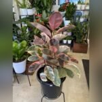 Variegated Rubber Plant – Premium Indoor Decorative Ficus Plant for Home & Office | Uglaoo - Image 5
